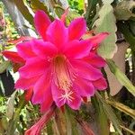 Epiphyllum oxypetalumKwiat