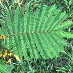 Albizia carbonaria Feuille