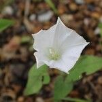 Calystegia spithamaea फूल