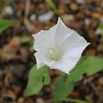 Calystegia spithamaea Blüte