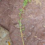 Euphorbia pithyusa Bark