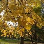 Tilia mongolica Leaf