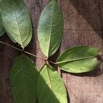 Connarus patrisii Leaf