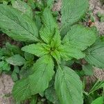 Amaranthus retroflexusFolio