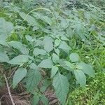 Solanum americanumLapas