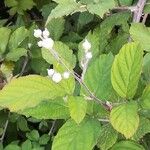 Rubus ulmifolius Plante entière