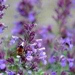 Nepeta grandiflora Blodyn