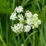 Meum athamanticum Flower