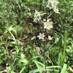 Anticlea elegans Flower