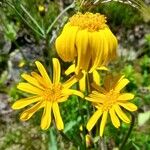 Arnica montana Flower