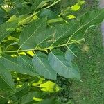 Ailanthus altissima Blad