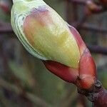 Cornus alba Fuelha