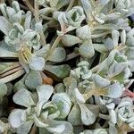 Sedum spathulifolium List