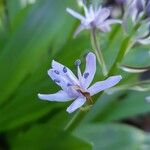 Scilla lilio-hyacinthusफूल