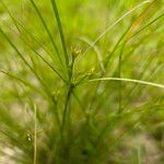 Juncus tenuis Fruto