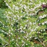 Halesia carolina Celota