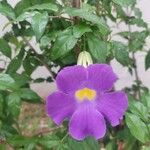 Thunbergia erecta Flor