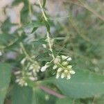 Baccharis dracunculifolia Λουλούδι