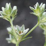 Scleranthus perennis Λουλούδι