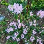 Rhododendron minus Kukka