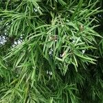 Podocarpus salignus Levél