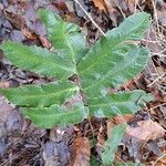 Dryopteris sieboldii Leaf