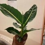 Dieffenbachia oerstediiЛист