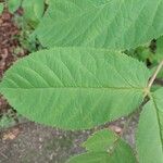 Aralia cordata Blatt