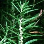 Proserpinaca palustris Лист
