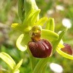 Ophrys sphegodesFlower