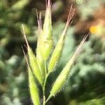 Bromus hordeaceus Fulla