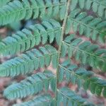 Polystichum setiferumFolla