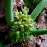 Jatropha podagrica Blomst