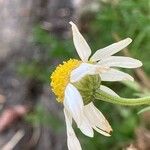 Chamaemelum nobile Flower