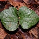 Preslianthus pittieri Leaf