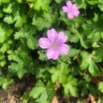 Geranium sylvaticumFlower