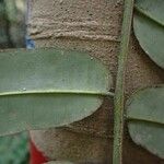 Quassia gabonensis Leaf