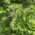 Juniperus communis Hoja