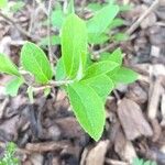 Hydrangea paniculata 叶