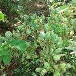 Triumfetta semitriloba Hoja