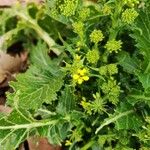 Brassica juncea फूल