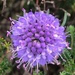Succisa pratensis Flower