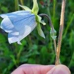 Codonopsis clematidea Blüte