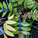 Indigofera decora Folha