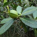 Gardenia aubryi Fruct