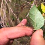 Macrotyloma axillare Leaf