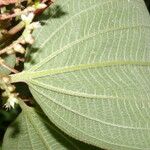 Miconia granatensis Leaf