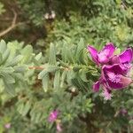 Polygala myrtifoliaKvět