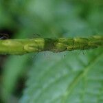 Stachytarpheta urticifolia ഇല