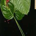 Anthurium cuspidatum Diğer